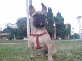 POCHO
